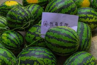 吃瓜学校椅子,椅子背后的故事与秘密