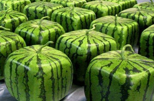 全队吃瓜,欢乐氛围弥漫赛场