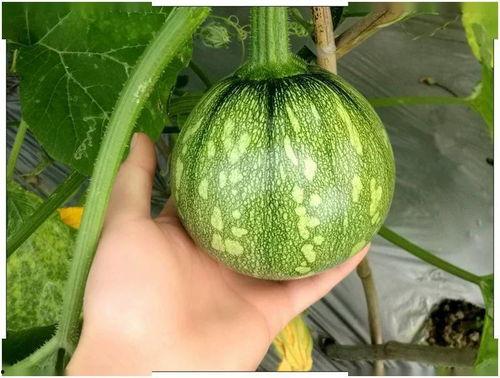 星仔吃贵州瓜,探寻地道瓜果美味