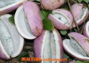 八月瓜小红瓜怎么吃,八月瓜小红瓜的多样食法探索