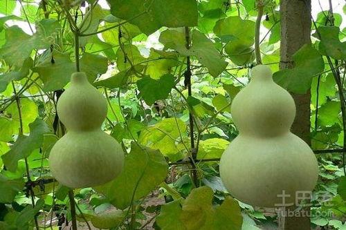 葫芦瓜头可以吃嘛,揭秘可食用之谜
