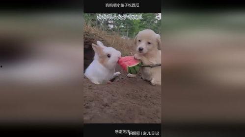 兔子兔子吃瓜,欢乐吃瓜时光