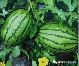 崩瓜西瓜怎么吃,夏日消暑新吃法