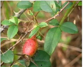 一栗小沙子吃瓜