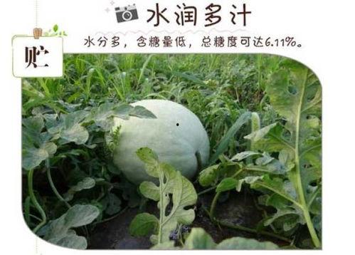 阴虚吃白瓜,白瓜的滋补之道