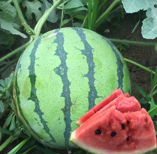 今天将有大瓜吃,揭秘娱乐圈最新重磅爆料