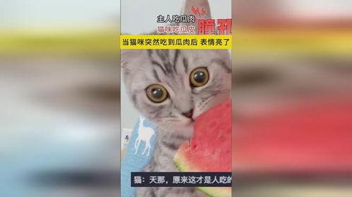 主人吃瓜猫猫吃,趣味横生的日常瞬间
