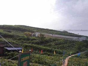 安阳林州吃瓜事件,一场网络热议背后的真相与反思