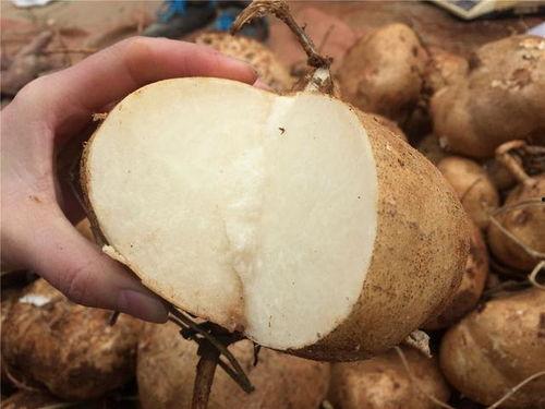 每天吃土瓜好吗,揭秘土瓜的营养与食用益处