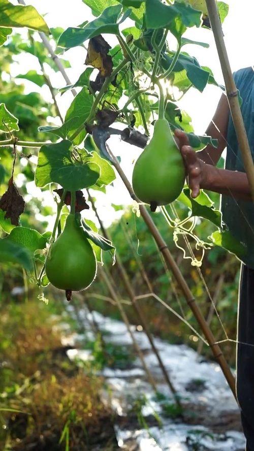 瓢瓜晒干如何吃,探索传统食材的新吃法