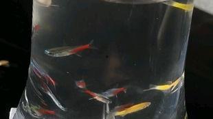 碎碎念吃瓜,揭秘娱乐圈幕后故事