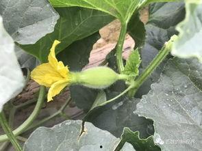 吃瓜的小魏,揭秘娱乐圈那些事儿