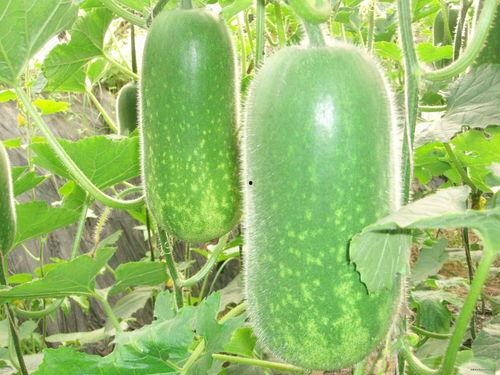 xyg吃瓜图,揭秘xyg吃瓜图背后的热点事件