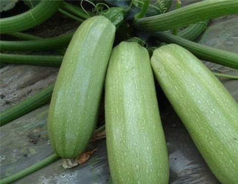 瓜榴人吃有好处,探寻美味与健康共存的神奇果实