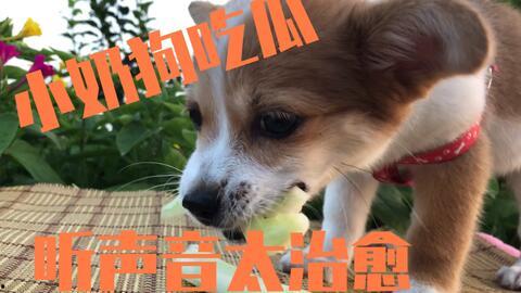 狗吃瓜的文案,揭秘狗狗的瓜果盛宴