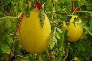 滕州吃瓜群,揭秘当地生活百态