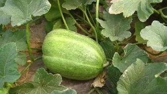 印象汇吃瓜,吃瓜群众的欢乐盛宴