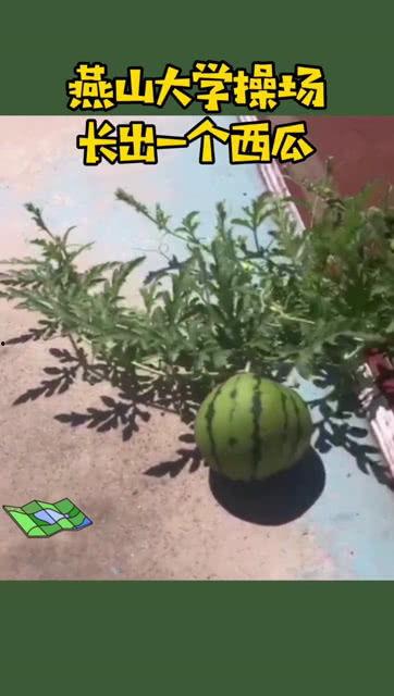 在操场吃瓜,一场别开生面的校园美食盛宴