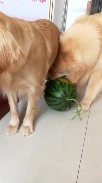 带你吃瓜狗遛狗,带你走进“带你吃瓜狗遛狗”的欢乐世界