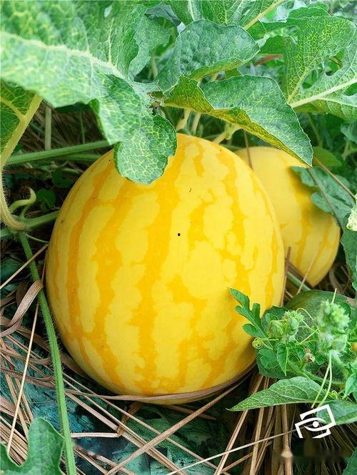 海海吃瓜,揭秘娱乐圈幕后故事