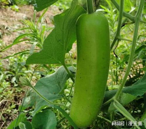 晚上经常吃瓜,揭秘娱乐圈那些不为人知的秘密