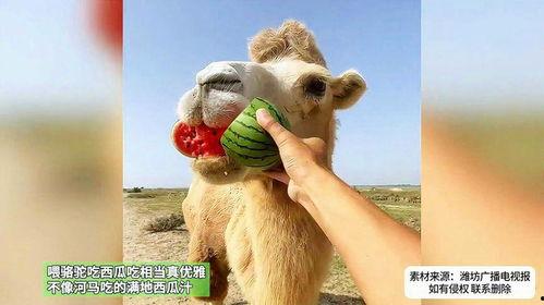 骆驼吃瓜