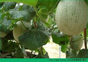 吃哈密瓜变甜,吃出甜蜜滋味，揭秘变甜之谜