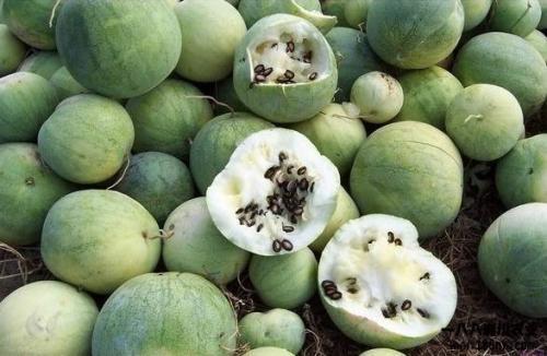 年年都吃新疆瓜