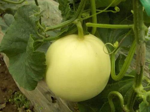 梦见割麦吃瓜,割麦吃瓜的奇幻之旅