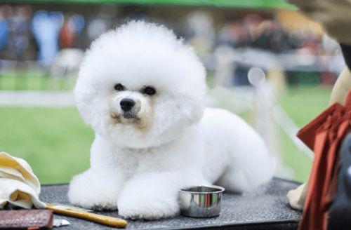 比熊吃羊角瓜,一场甜蜜的邂逅